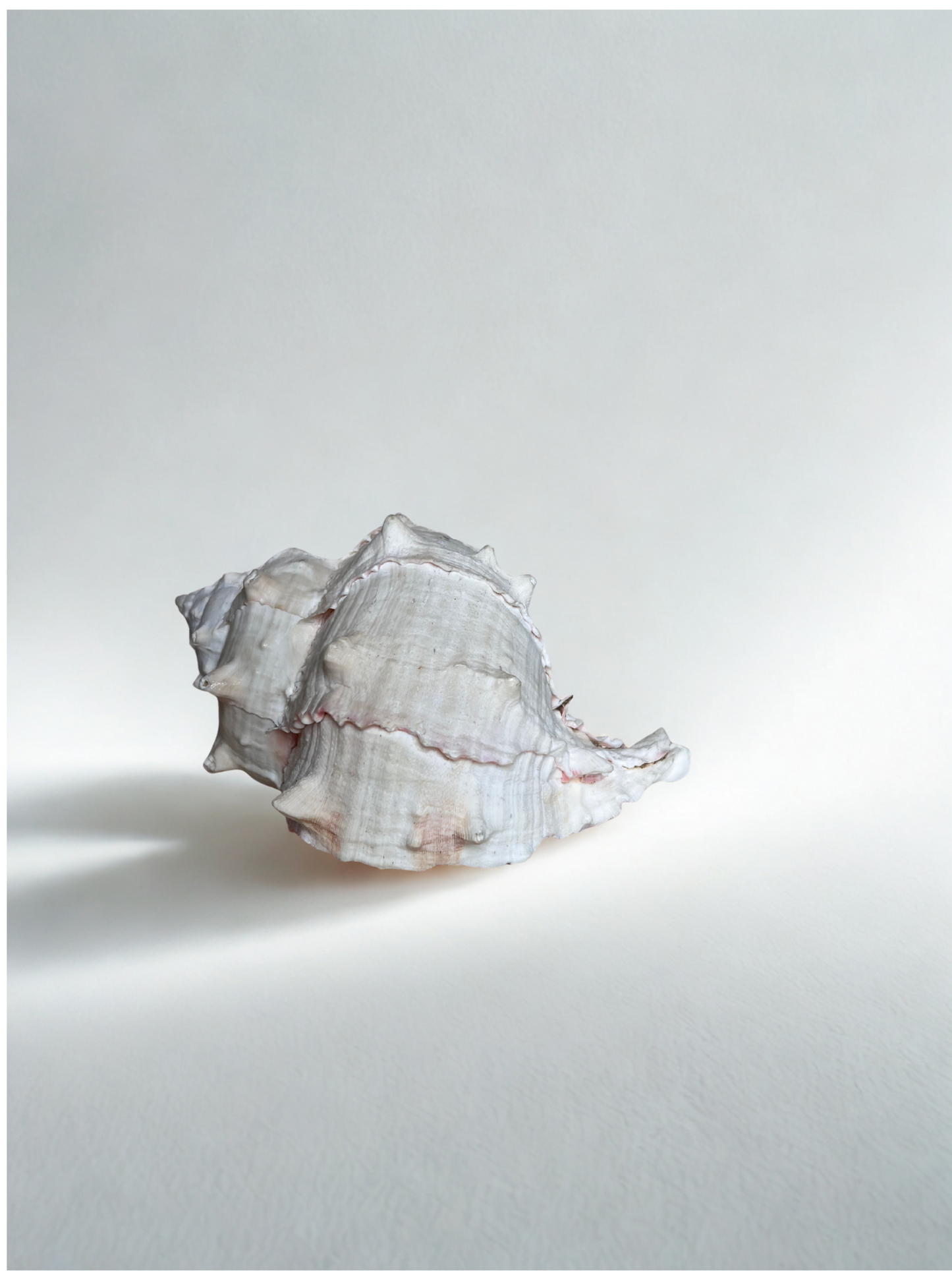 Large Textured Sea Shell – Natural Coastal Décor