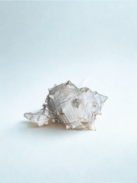 Large Textured Sea Shell – Natural Coastal Décor