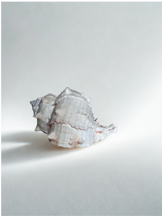 Large Textured Sea Shell – Natural Coastal Décor